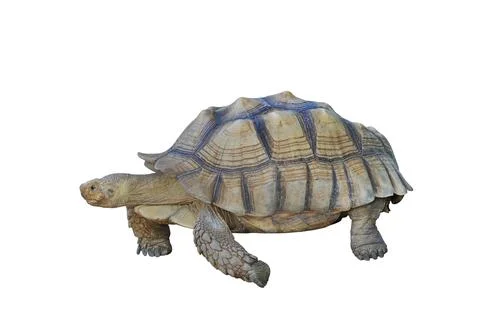 Sulcata tortoise Stock Photos