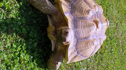 Sulcata tortoise running. VERTICAL format Stock Footage 171103868