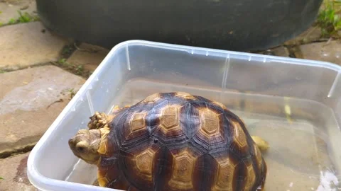 A sulcata tortoise soaking in a plastic container outdoors Stock Footage 302369744