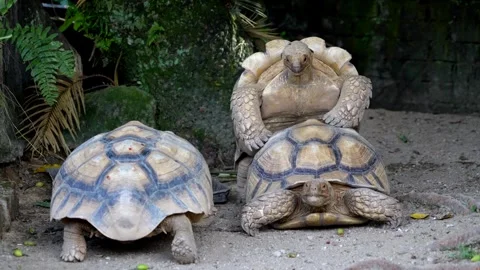 A Sulcata tortoise walk through partner in mating process Stock Footage 248058480