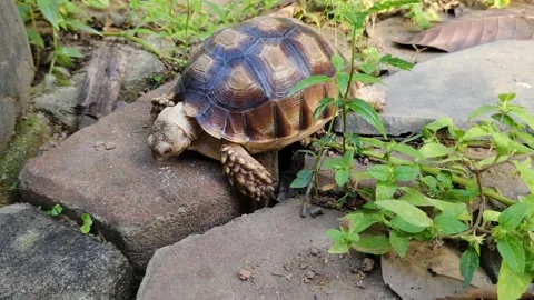 A sulcata tortoise walking on a brick path Stock Footage 302373860