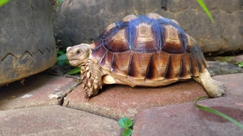 A sulcata tortoise walking on a brick path Stock Footage 302374395