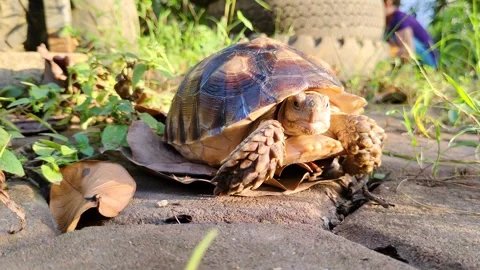 A sulcata turtle that appears to be removing its head Stock Footage 302373996
