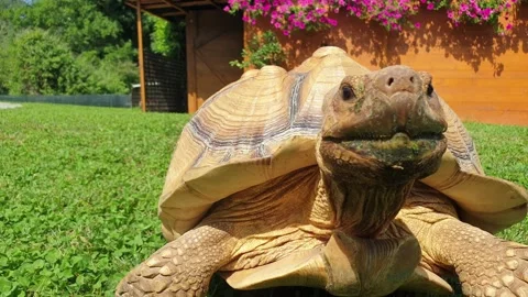 Sulcata turtle moving fast trying to reach camera. Close-up low-angle Stock Footage 143373631