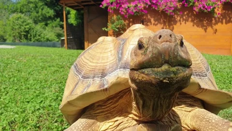 Sulcata turtle moving fast trying to reach camera, close-up low-angle Stock Footage 278965459