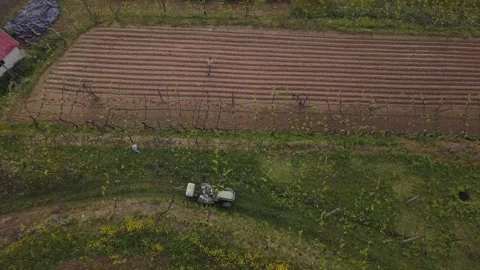 Sulfating the Vines Stock Footage 307446392