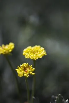 Sulfer Flower Stock Photos