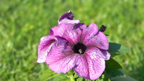 Sulfinia flower Video stock 134802978