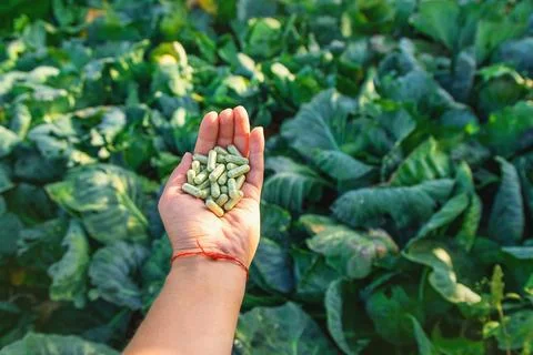 Sulforaphane capsules on a background of cabbage. Selective focus. 스톡 사진