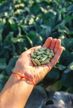 Sulforaphane capsules on a background of cabbage. Selective focus. Foto stock