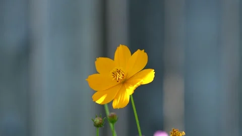Sulfur cosmos Stock Footage 246877247