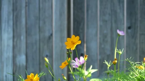 Sulfur cosmos Stock Footage 246877998