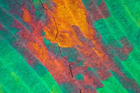 Sulfur crystals under the microscope Stock Photos