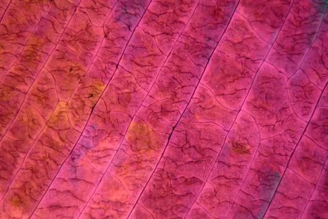 Sulfur crystals under the microscope Stock Photos