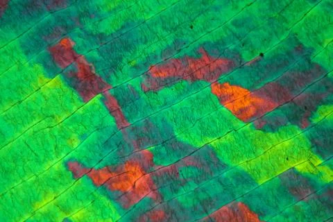 Sulfur crystals under the microscope Stock Photos