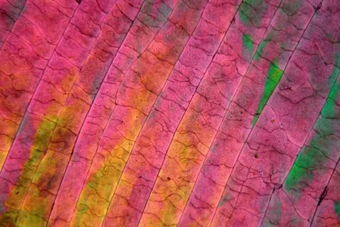 Sulfur crystals under the microscope Stock Photos