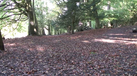 Sulham Wood 002 Video stock 32175643