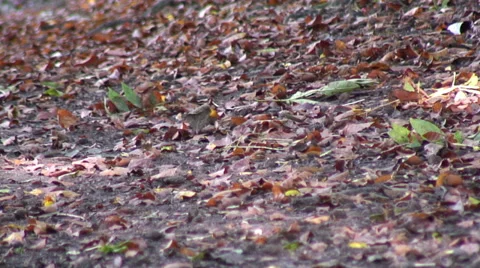Sulham Wood 003 Stock Footage 32175458