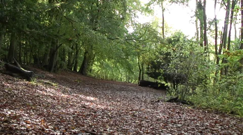 Sulham Wood 004 Stock-Footage 32175688