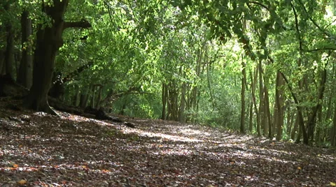 Sulham Wood 005 Stock Footage 32175665
