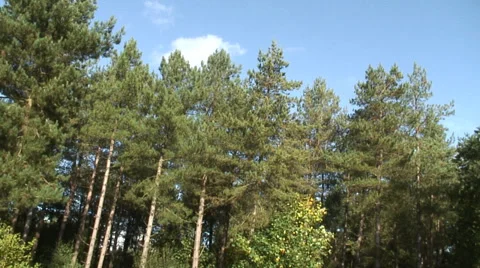 Sulham Wood 006 Video stock 32175602