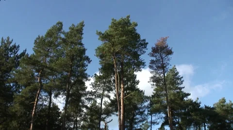 Sulham Wood 007 Video stock 32175442