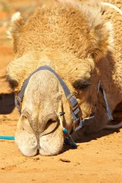 Sulking camel Stock Photos