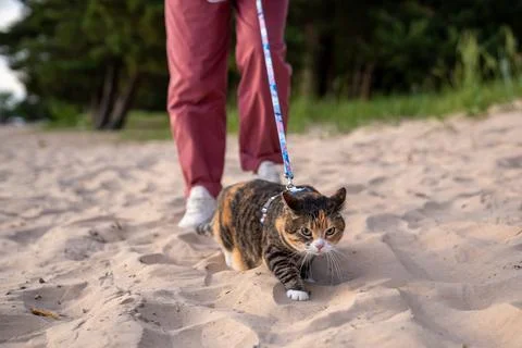 Sullen leashed cat stomp across beach sand, first nervous walk outdoors with Stock-Fotos