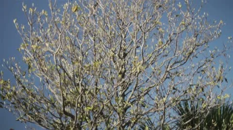 Sullivans Island Stock Footage 12402737