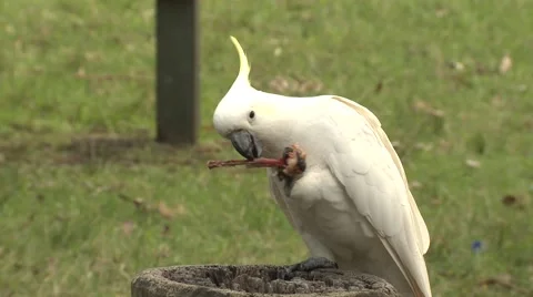 Sulpher-crested Cockatoo Bird Using Stock Video Pond5
