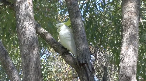 Sulphur-crested Cockatoo sit in tree and fly away Stock Footage 57235826