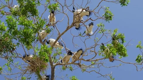 Sulphur crested cockatoos perched on tree branches, foraging behavior Stock Footage 345700694