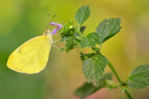 Sulphur Phoebis Agarithe Butterfly Free Stock Photos