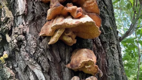 Sulphur polypores on an old willow trunk in sunny day 스톡 동영상 320254951