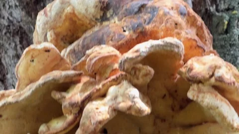 Sulphur polypores on an old willow trunk close-up 스톡 동영상 320254982