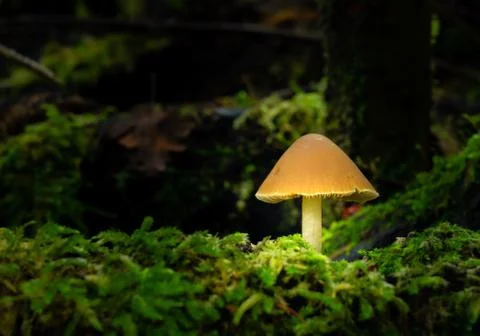 Sulphur tuft toadstool Fotos Stock