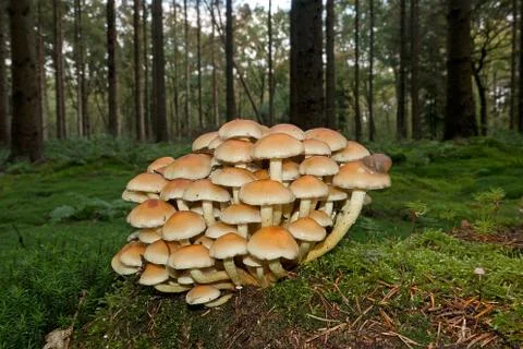 Sulphur Tuft toadstools Stock Photos