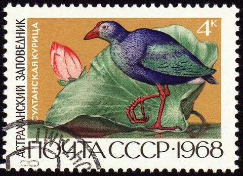 Sultan hen on post stamp Stock Photos