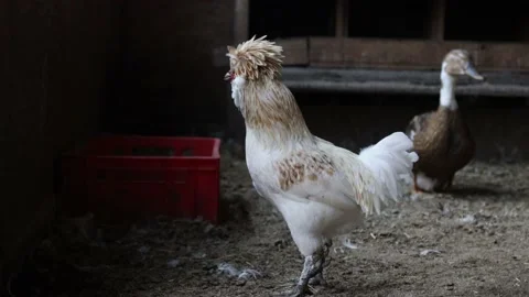 Sultan hen walking  in the paddock. Video stock 156945636