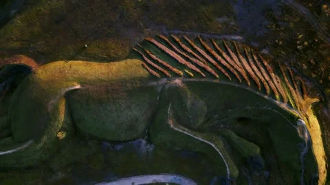 Sultan the Pit Pony at Dusk Vídeos de archivo 240019281