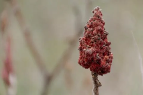 Sumac Blossom 스톡 사진