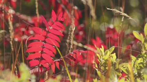 Sumac in breeze Stock Footage 35662307