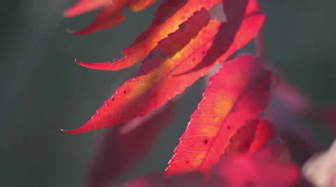 Sumac close-up 動画素材 35661958