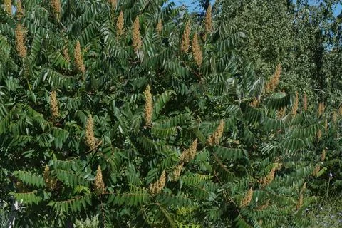 Sumac Horned Trees Stock Photos