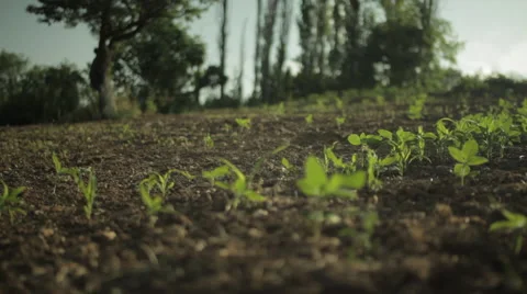 Sumac Plant Stock-Footage 65177826