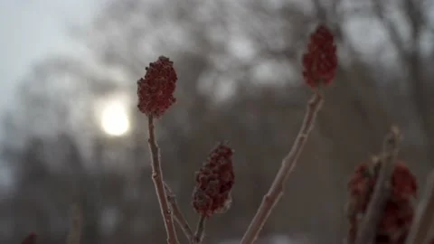 Sumac plant in winter Stock Footage 149895290