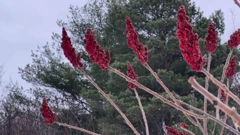 Sumac Plant in Winter Valley, Pine Tree in Background Stock Footage 169968845