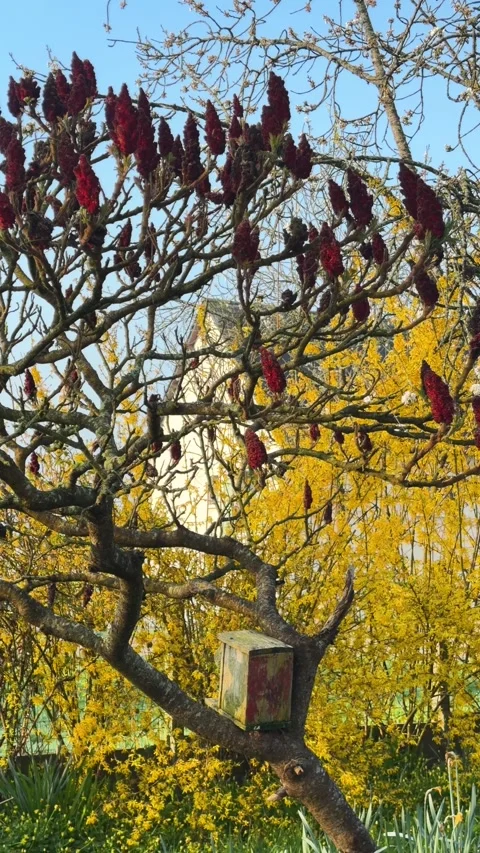 Sumac Tree and Birdhouse with Yellow Flowering Bush in Spring Garden Vertical Stock Footage 340992061