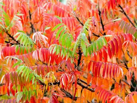 Sumach. Stock Photos