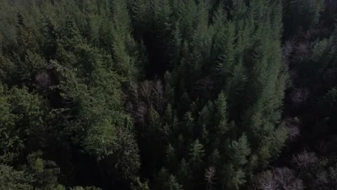 Sumas Mountain Abbotsford Stock Footage 205090010